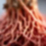 The intricate roots of red Korean ginseng showcasing their natural texture