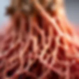 The intricate roots of red Korean ginseng showcasing their natural texture