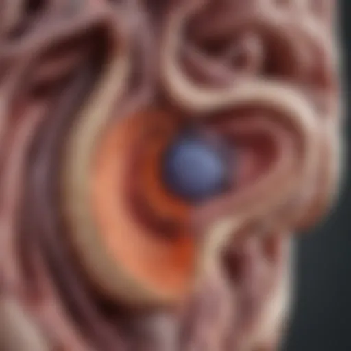Illustration of spleen anatomy highlighting treatment areas