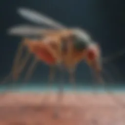 Detailed anatomical diagram of a mosquito showcasing its physiology.