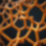 Curcumin molecular structure representation