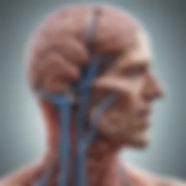 Interplay Between Brain Function and Thyroid Health Brain and thyroid connection illustration