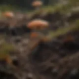 Fungal network in soil illustrating symbiotic relationships