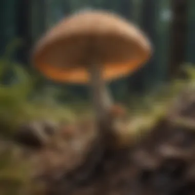 Fungi and Their Interactions with Soil Organisms Illustration of fungi interactions with other soil organisms