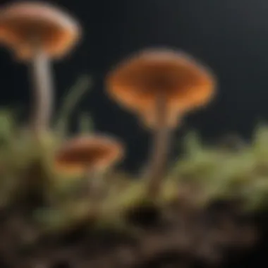 Microscopic Fungi and Nutrient Cycling Dynamics Microscopic view of fungi contributing to nutrient cycling