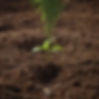 A close-up of a young tree being planted in fertile soil, symbolizing hope for climate change mitigation.