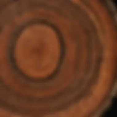 Close-up of tree rings indicating age and growth