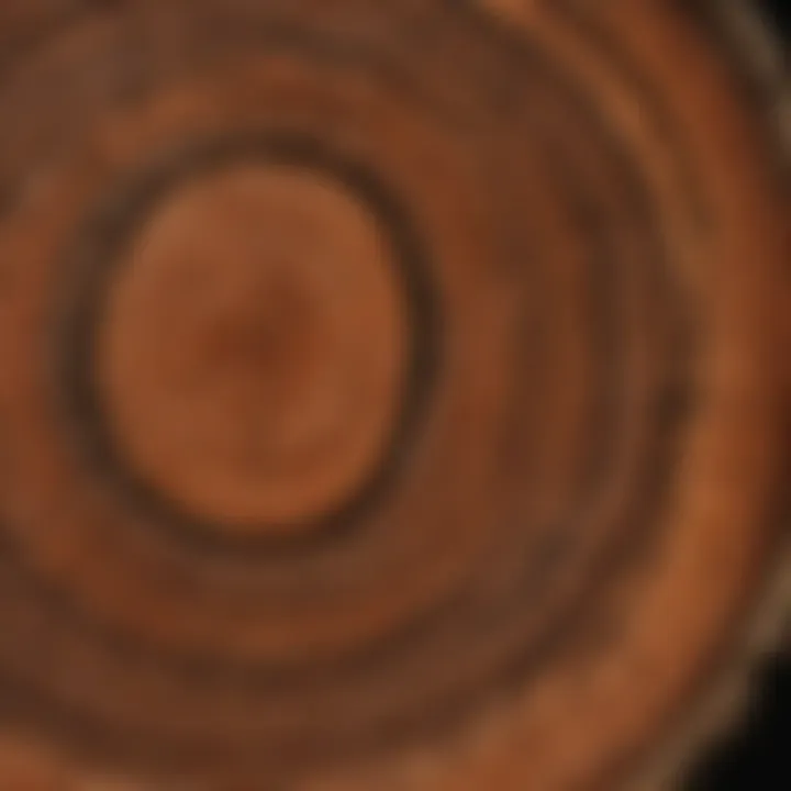 Close-up of tree rings indicating age and growth