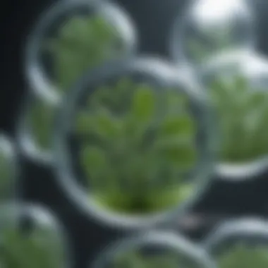 Plant Cells in Tissue Culture A close-up view of plant cells undergoing tissue culture.