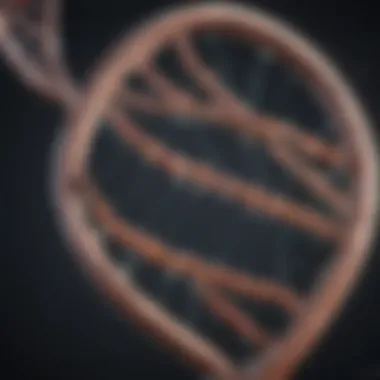 The Structure of DNA Illustration of the DNA double helix structure