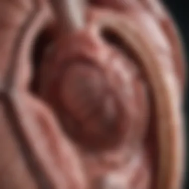 Type 1 Aortic Dissection: Understanding a Critical Cardiovascular Condition Summary Type 1 Aortic Dissection: Understanding a Critical Cardiovascular Condition Summary