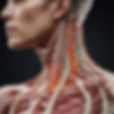 Pathophysiology of Ankylosing Spondylitis Diagram showing the pathophysiology of ankylosing spondylitis