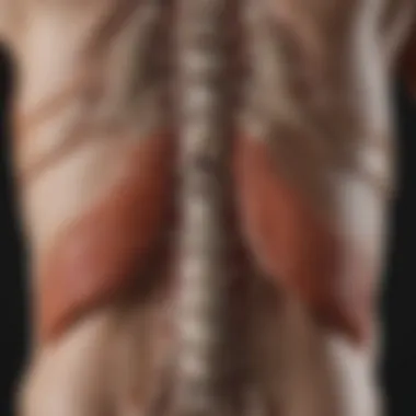 Impact of Ankylosing Spondylitis on Spinal Alignment Illustration depicting the impact of ankylosing spondylitis on spinal alignment