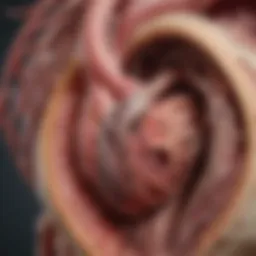 Anatomical diagram of the aorta displaying layers and sites of dissection