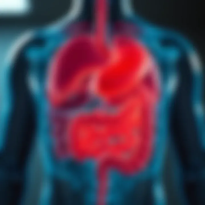 Human digestive system illustration