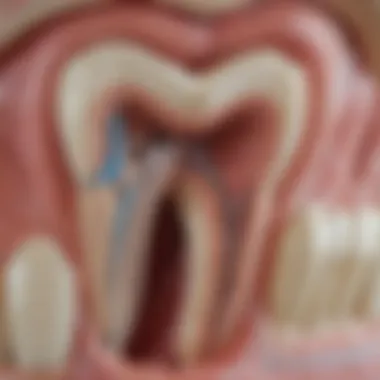 Anatomy of a tooth and its surrounding structures