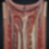 Cross-section of carotid artery showing calcium deposits