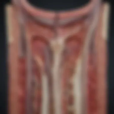 Cross-section of carotid artery showing calcium deposits