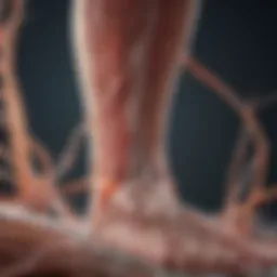Illustration depicting nerve pathways affected by diabetic neuropathy
