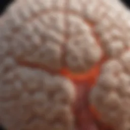 Illustration depicting the brain regions affected by focal migraines