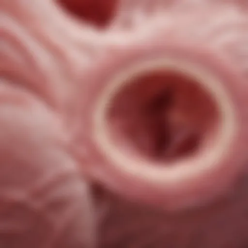 Illustration depicting the biological structure of breast tissue highlighting areas of high density.