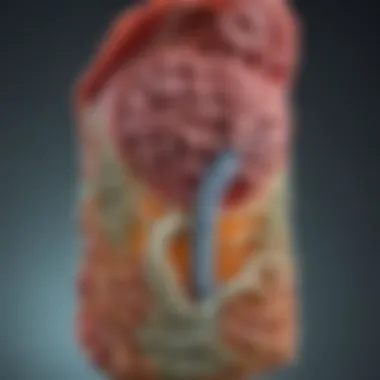 Bile Acids: Key Players in Digestive Health Infographic on bile acids and their role in digestion