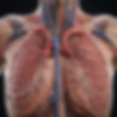 Detailed anatomical diagram of lung AVMs