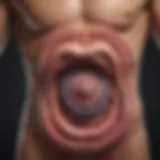 Illustration of the digestive system