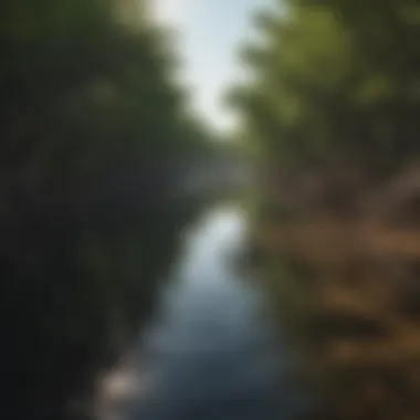 Aerial view of a healthy mangrove forest