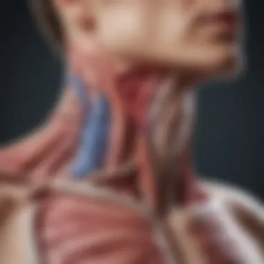 Anatomy of the Esophagus Illustration depicting the anatomy of the esophagus and its surrounding organs