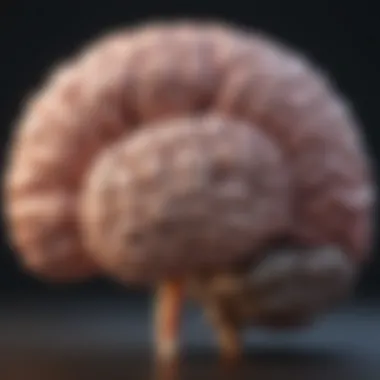 Brain Anatomy and Tumor Locations Illustration of brain anatomy highlighting areas affected by tumors