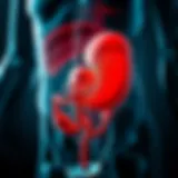 Anatomy of the right abdomen highlighting organs