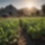 A vibrant small scale farm showcasing diverse crops thriving under the sun