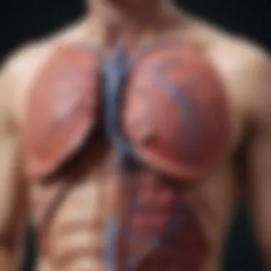 Anatomical Considerations of the Spleen Anatomical illustration of the spleen and surrounding organs