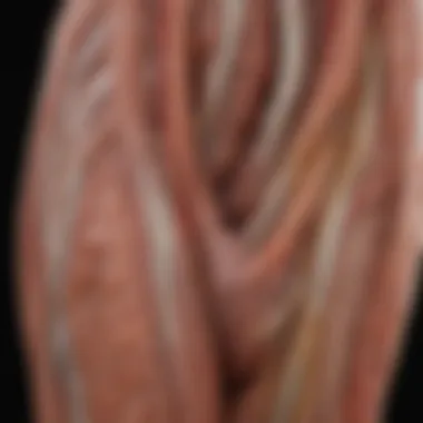 Illustration of muscle fibers showing signs of atrophy