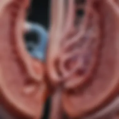 Anatomy of Kidneys and Their Functions A detailed diagram showing the anatomy of the kidneys and their functions.