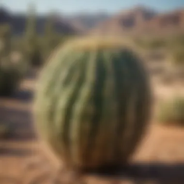 Cactus Adaptations for Water Conservation Close-up of a cactus displaying its unique adaptations to conserve water in a harsh desert environment.
