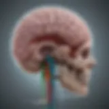 Brain scan illustrating traumatic brain injury