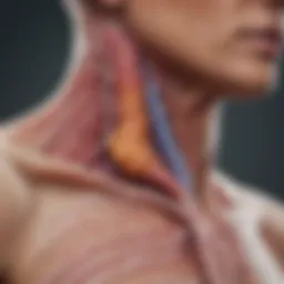 Close-up of an anatomical illustration of the oesophagus highlighting cancerous areas.